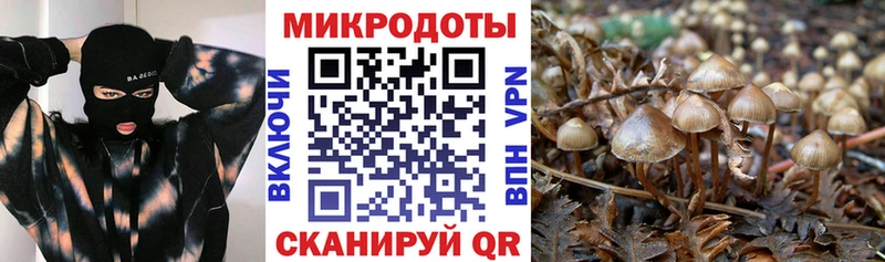 купить   Сердобск  Псилоцибиновые грибы мицелий 